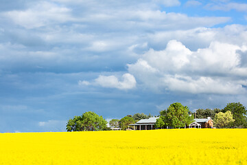 Image showing Farming fields of golden canols