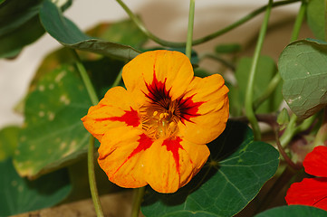 Image showing Nasturtium blossom