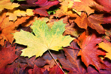 Image showing Leaves of autumn