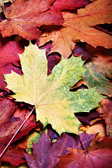 Image showing Leaves of autumn