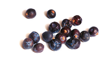 Image showing Juniper berries 