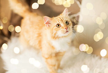 Image showing red tabby cat on sofa with sheepskin at home