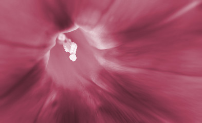 Image showing Red flower