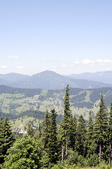 Image showing Forest landscape