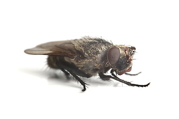 Image showing Dead Fly Macro