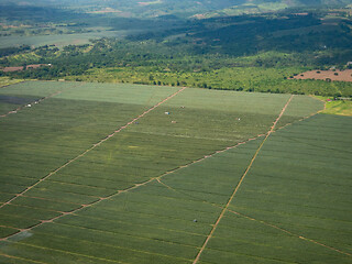 Image showing Pineapple plantation in the Philippines