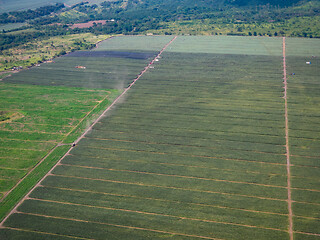 Image showing Pineapple plantation in the Philippines