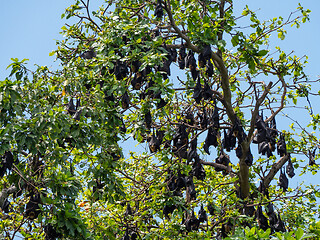 Image showing Bats in a tree in Papua New Guinea