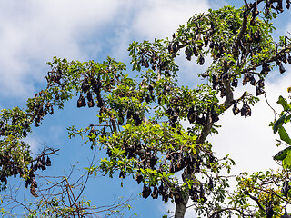 Image showing Bats in a tree in Papua New Guinea