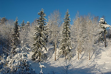 Image showing Forest in snow