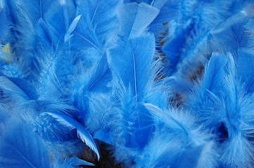 Image showing Blue feathers
