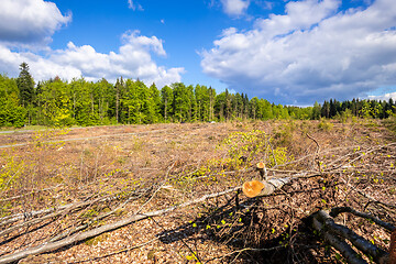 Image showing cleared forest outdoor scenery south Germany