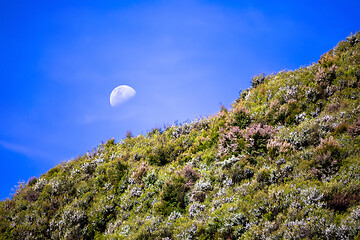 Image showing Moon over heather hills