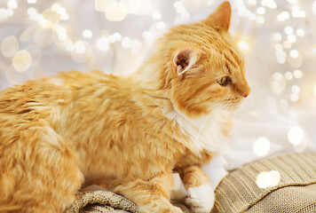 Image showing red cat lying on blanket at home at christmas