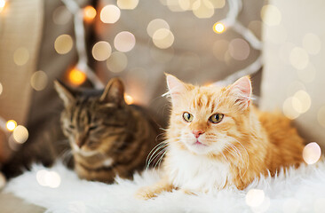 Image showing two cats lying on sofa with sheepskin at home