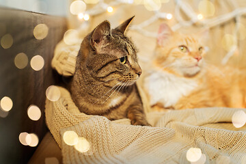 Image showing two cats lying on sofa at home