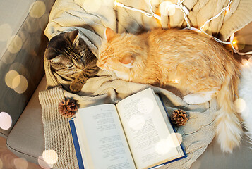 Image showing two cats lying on sofa with book at home