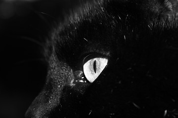 Image showing Black cat