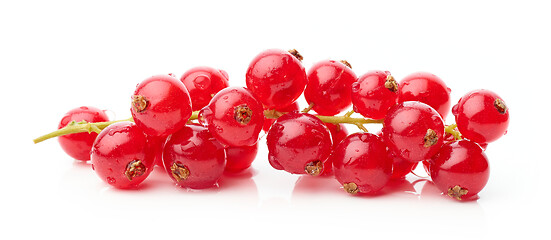 Image showing wet red currant berries