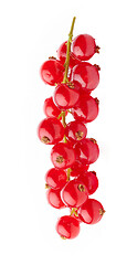 Image showing wet red currant berries on white background