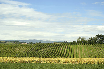 Image showing Country landscape