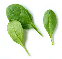 Image showing fresh green spinach leaves