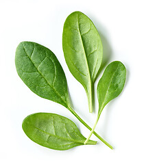 Image showing fresh green spinach leaves