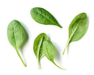 Image showing fresh green spinach leaves