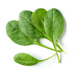 Image showing fresh green spinach leaves