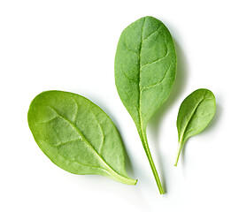 Image showing fresh green spinach leaves