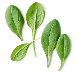 Image showing fresh green spinach leaves