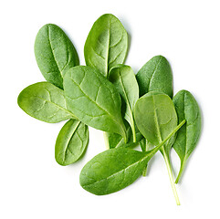 Image showing fresh green spinach leaves