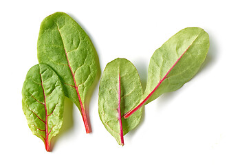 Image showing fresh green beet root leaves