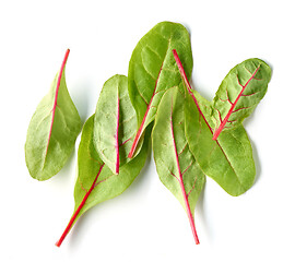 Image showing fresh green beet root leaves