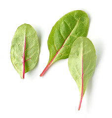 Image showing fresh green beet root leaves