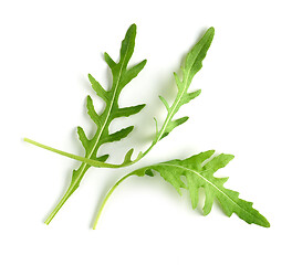 Image showing fresh green arugula leaves