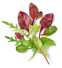 Image showing various salad leaves