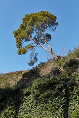 Image showing Leaves of a treetop