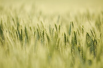 Image showing Wheat field closeup