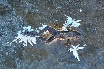 Image showing Frozen frog on ice