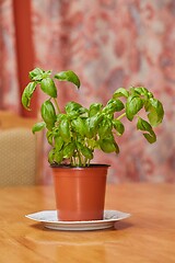 Image showing Basil in pot