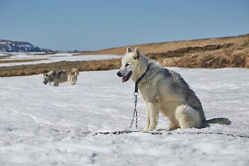 Image showing Dog sledge having a stop