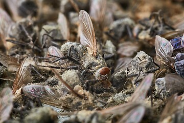 Image showing Pile Of Dead Flies