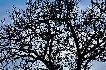 Image showing Bare tree branches