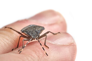 Image showing Stink bug closeup