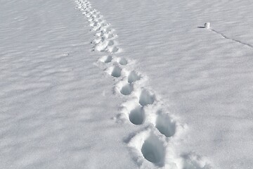 Image showing Mountain hiking in snow