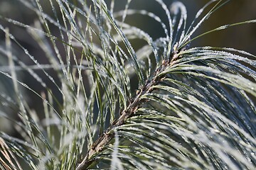 Image showing Frozen leaves with frost