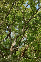 Image showing Spring Green Leaves