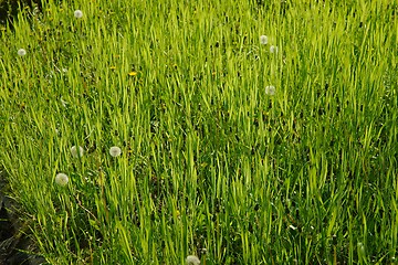 Image showing Green Grass Field