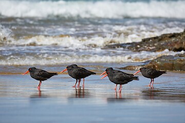 Image showing Variable oystercatchers in a line